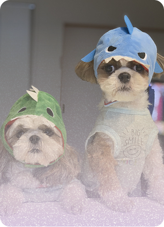 犬